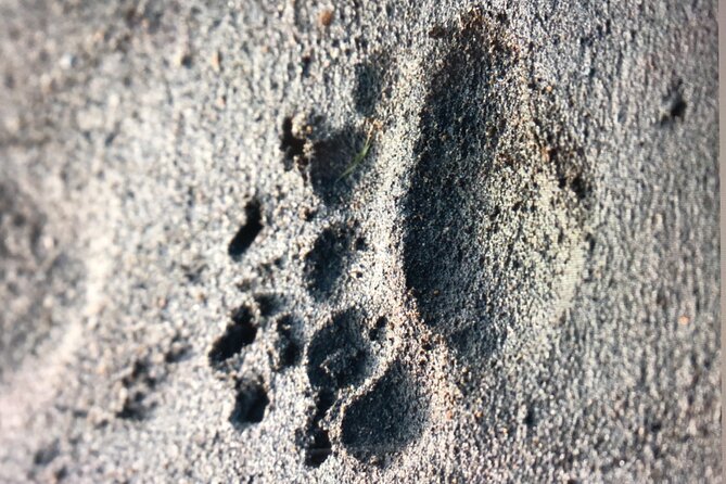Wildlife Walking Half-Day Private Guided Tour in Whittier - Physical Requirements for Participants