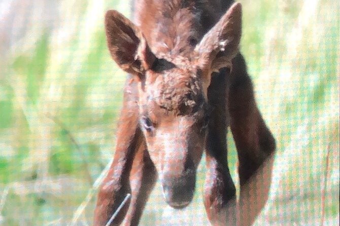 Wildlife Walking Half-Day Private Guided Tour in Whittier - Customer Reviews and Feedback