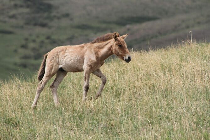 Wildlife Watching Day Tour at Hustai National Park - Key Points