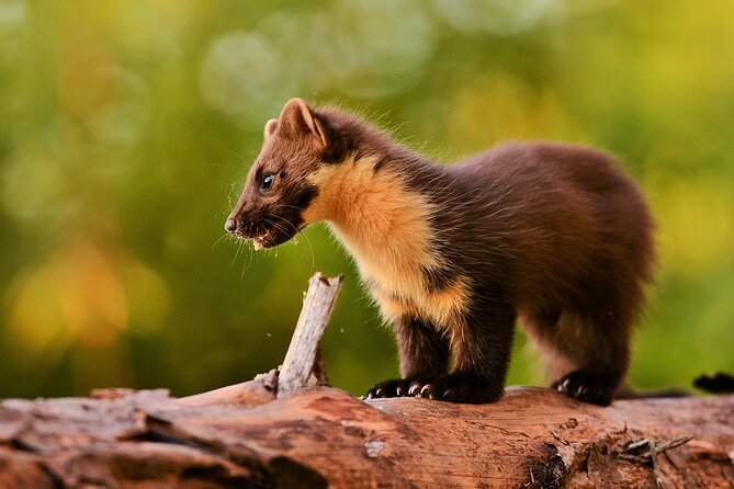 Wildlife Watching Safari by Vehicle & Walks / Photography Workshops With a Guide - Successful Wildlife Sightings