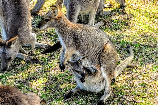 Wildlife, Waterfalls and Wine Day Tour From Sydney - Transportation and Accessibility