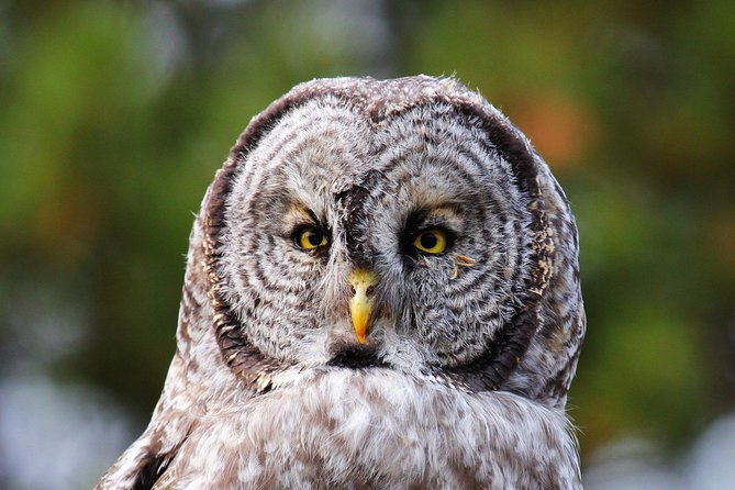 Wildlife & Wolf Private Tour With Lunch - Itinerary