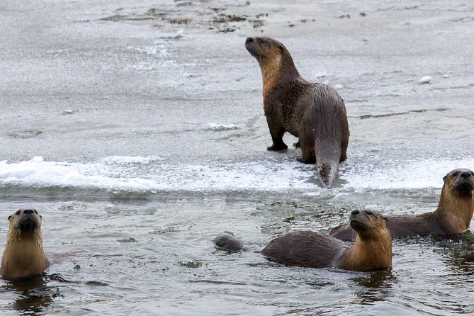 Wildlife & Wolf Private Tour With Lunch - Additional Information