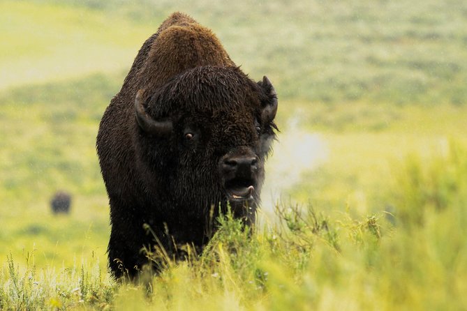 Wildlife & Wolf Private Tour With Lunch - Roosevelt Arch and Mammoth Hot Springs