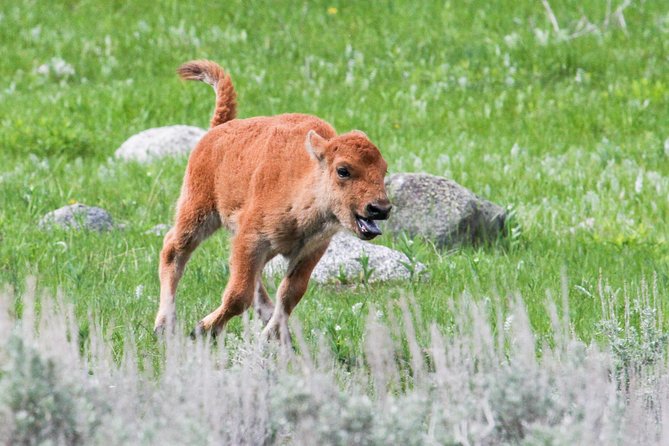 Wildlife & Wolf Private Tour With Lunch - Hayden Valley and Tower Fall