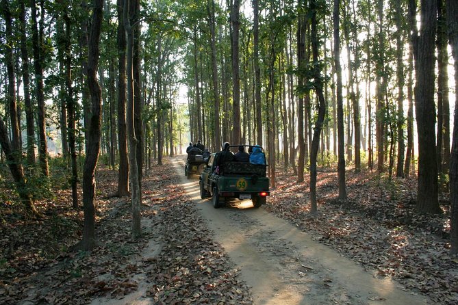 WildlifeSafari in Tadoba, Pench, Kanha & Bandhavgarh NationalPark - Uncovering Kanha National Park