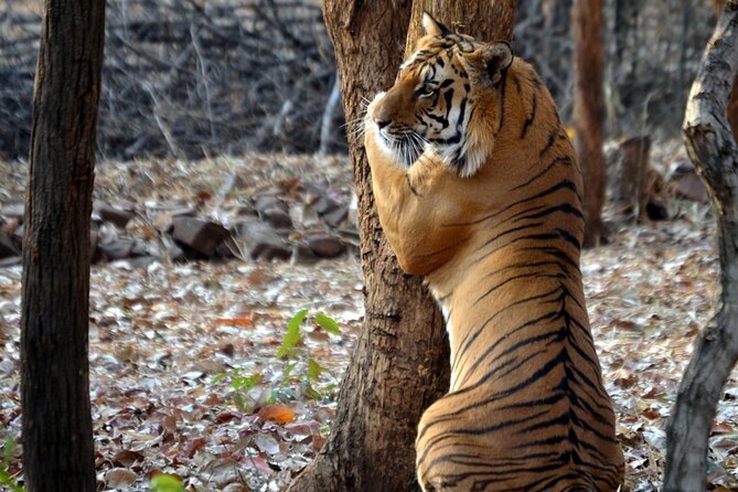 WildlifeSafari in Tadoba, Pench, Kanha & Bandhavgarh NationalPark - Accommodation Options for Travelers