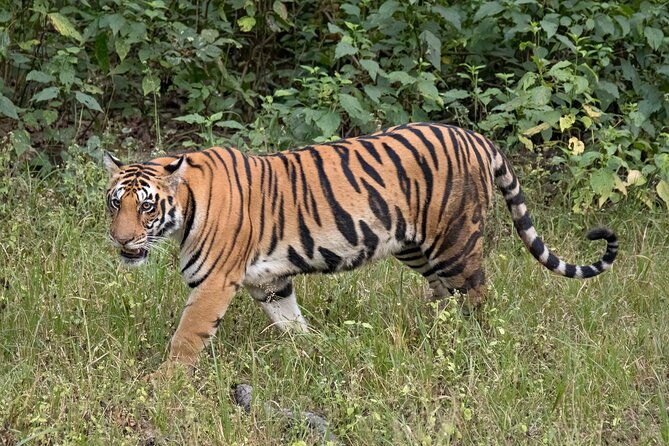 WildlifeSafari in Tadoba, Pench, Kanha & Bandhavgarh NationalPark - Transportation and Guide Services
