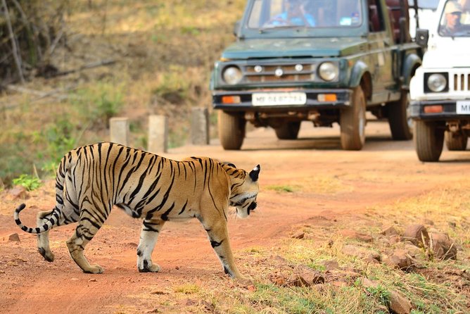 WildlifeSafari in Tadoba, Pench, Kanha & Bandhavgarh NationalPark - Itinerary and Activities Included
