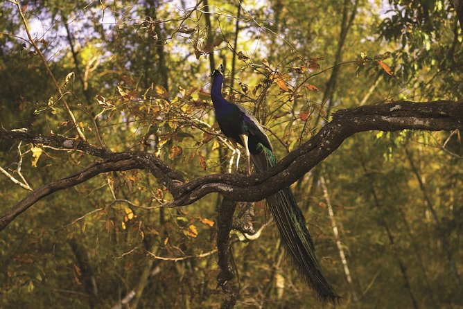 WildlifeSafari in Tadoba, Pench, Kanha & Bandhavgarh NationalPark - Pricing and Cancellation Details