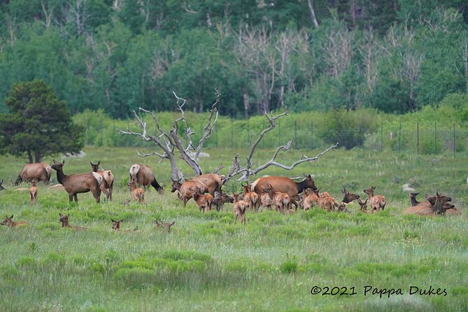 Wildside 4X4s Elk Watching Tour - Meeting and Pickup