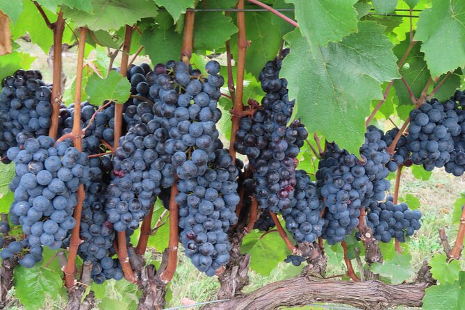 Willamette Valley Boutique Winery Tour With Lunch - Reviews and Ratings