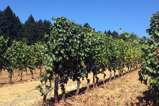 Willamette Valley Character Winery Tour - Willamette Valley Wineries