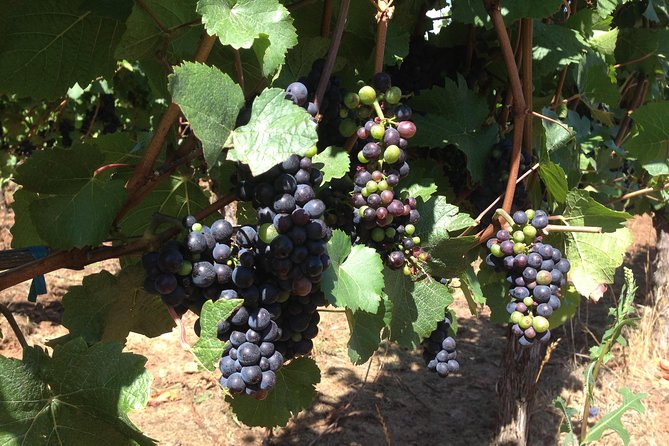 Willamette Valley Wine Tasting Tour From Portland - Inclusions and Logistics