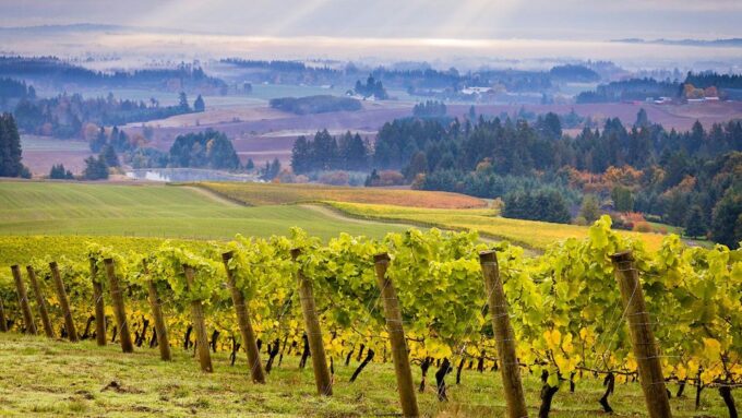Willamette Valley Wine Tour: a Journey for the Senses - Midday Lunch Break