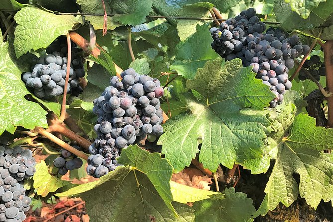 Willamette Valley Wine Tour From Portland (Tasting Fees Included) - Accessibility and Transportation
