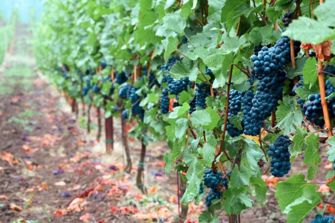 Willamette Valley Wine Tour (Tasting Fees Included) - Customer Reviews and Ratings