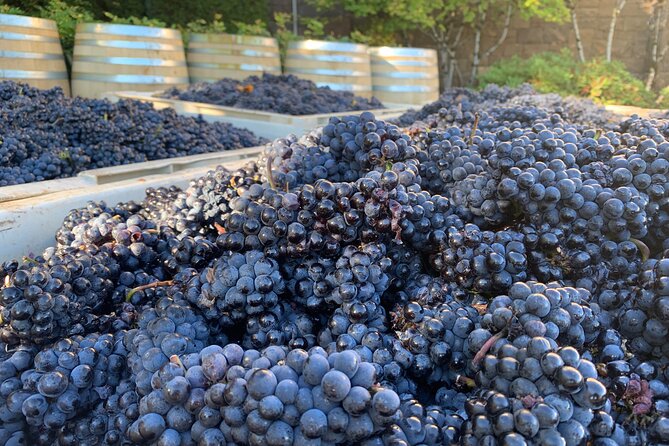 Willamette Wine Tour From Mcminnville (Tasting Fees Included) - Key Points