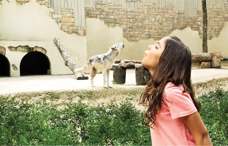 Williamsburg: Busch Gardens Ticket & Water Country Option - Animal Encounters and Conservation