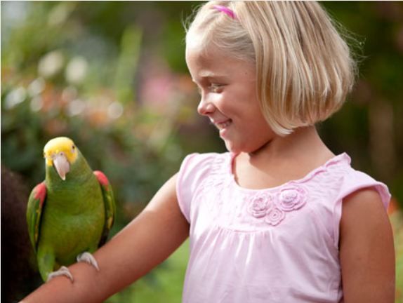 Williamsburg: Busch Gardens Ticket & Water Country Option - Transportation and Directions