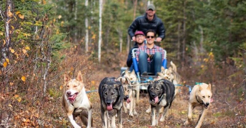 Willow: Summer Dog Sledding Ride in Alaska - Experience Highlights