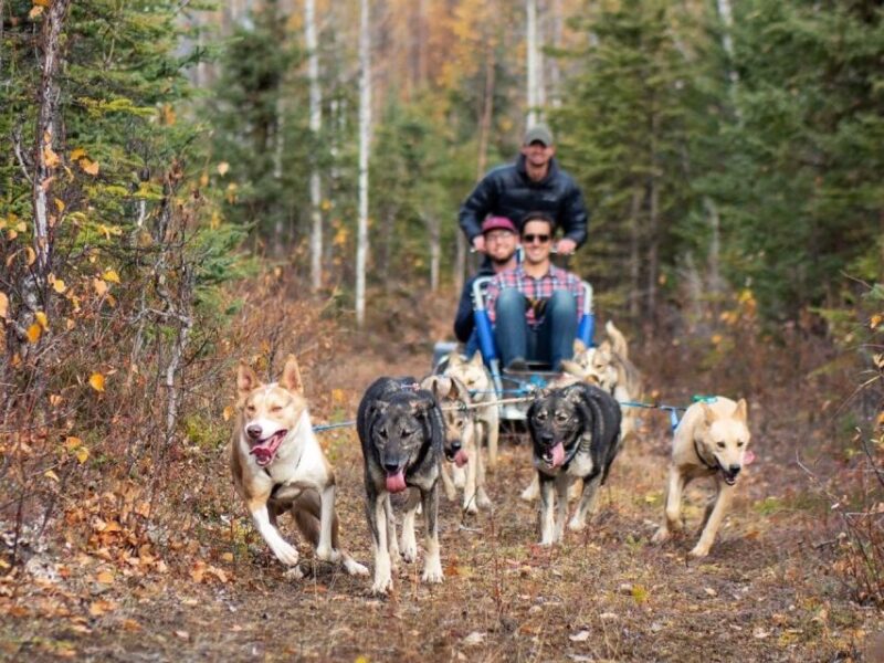 Willow: Summer Dog Sledding Ride in Alaska - Transportation Options