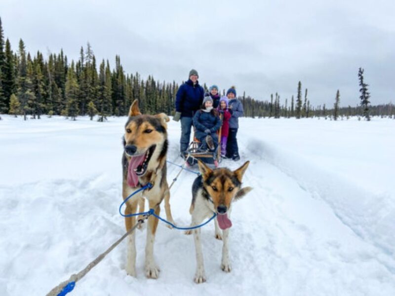 Willow: Traditional Alaskan Dog Sledding Ride - Inclusion and Exclusion