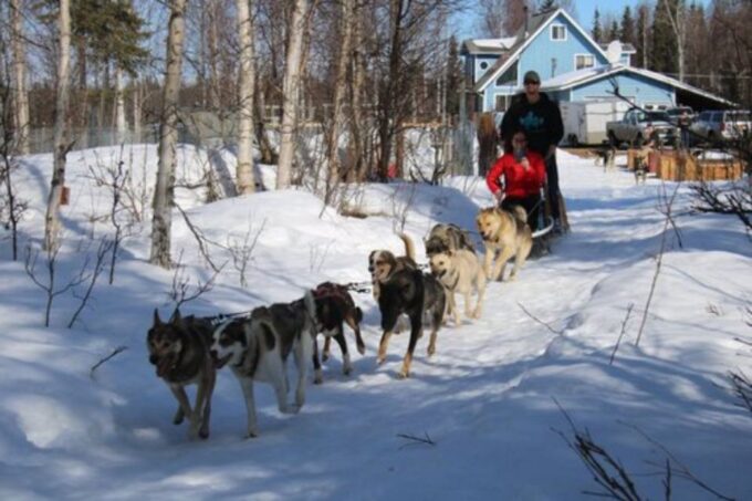 Willow: Traditional Alaskan Dog Sledding Ride - Customer Feedback