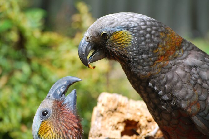 Willowbank Wildlife Reserve Day Entry - Family-Friendly Experiences