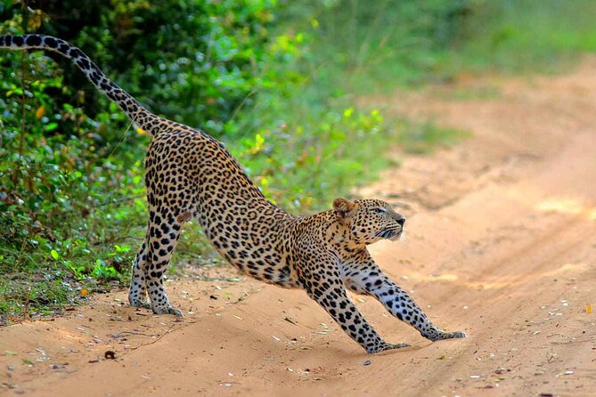 Wilpattu Jeep Safari and Anuradhapura Day Tour From Trincomalee - Good To Know