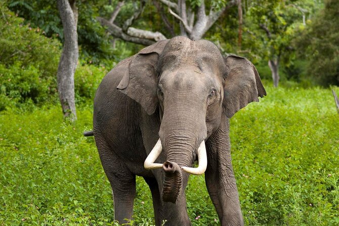 Wilpattu Jeep Safari and Anuradhapura Day Tour From Trincomalee - Taking in Cultural Experiences
