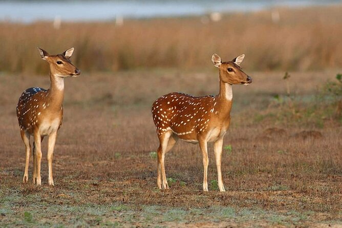 Wilpattu Jeep Safari and Anuradhapura Day Tour From Trincomalee - Preparing for the Days Adventure