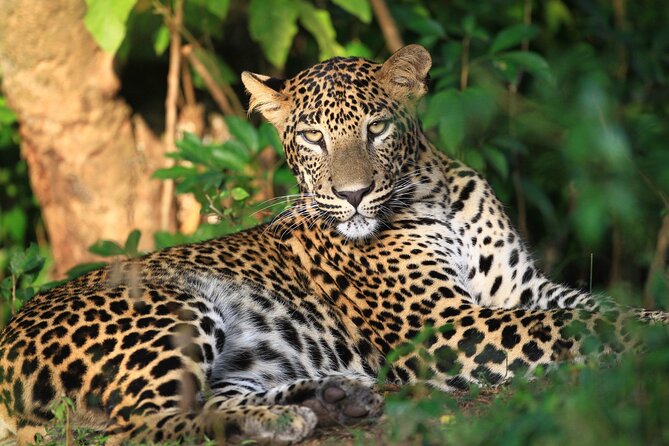 Wilpattu Jeep Safari and Anuradhapura Day Tour From Trincomalee - Customizing the Tour Experience
