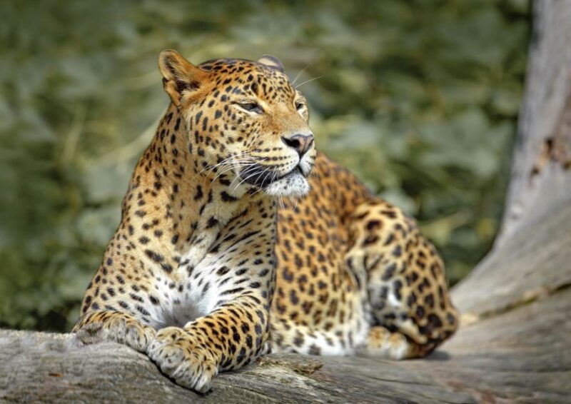 Wilpattu National Park: 3-Hour Morning or Evening Safari - Key Points
