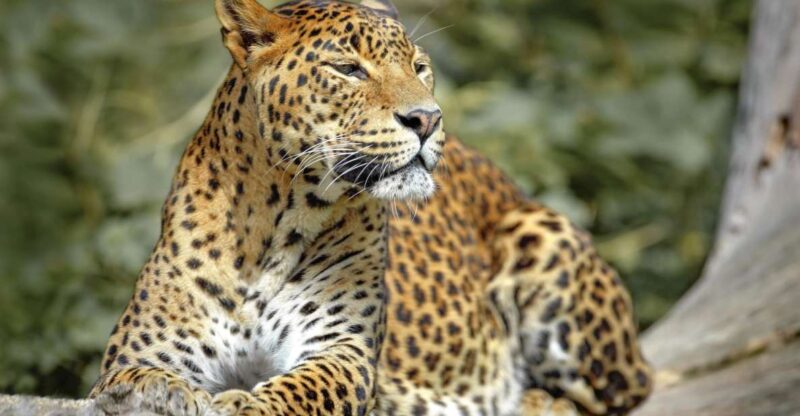 Wilpattu National Park: 3-Hour Morning or Evening Safari - Wildlife Highlights