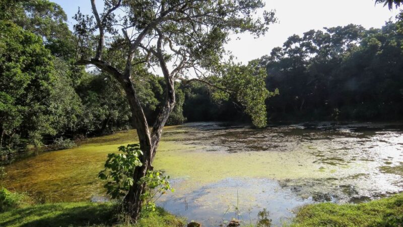 Wilpattu National Park: 3-Hour Morning or Evening Safari - Customer Feedback