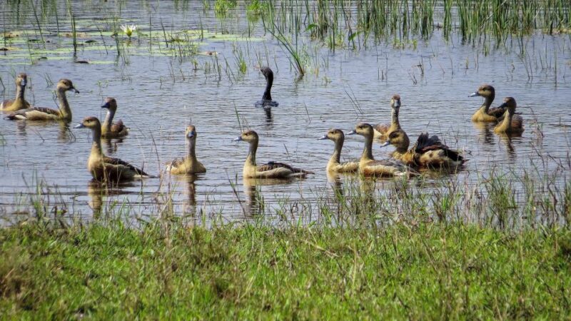 Wilpattu National Park: 3-Hour Morning or Evening Safari - Important Considerations