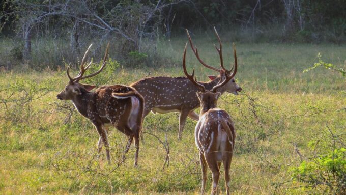 Wilpattu National Park: 3-Hour Morning or Evening Safari - Transportation and Meeting Point