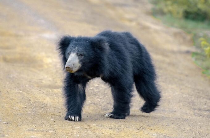 Wilpattu National Park: 3-Hour Morning or Evening Safari - Frequently Asked Questions