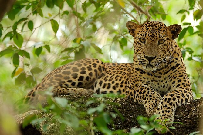 Wilpattu National Park 4-Hours Safari | With Naturalist - Safari Experience