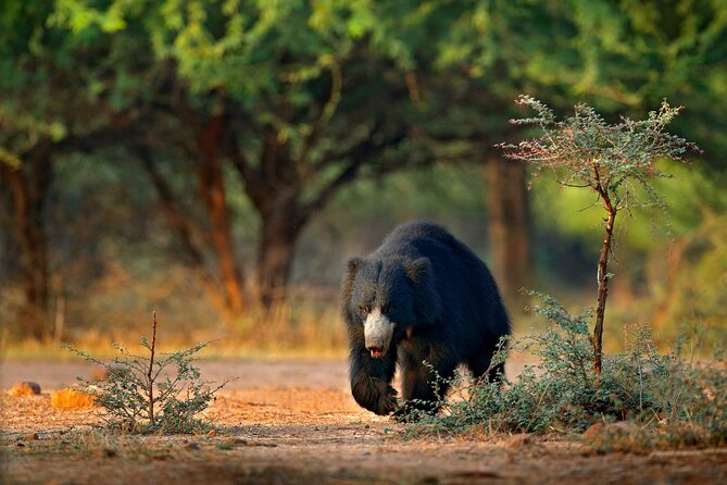 Wilpattu National Park 4-Hours Safari | With Naturalist - Meeting Point and Logistics