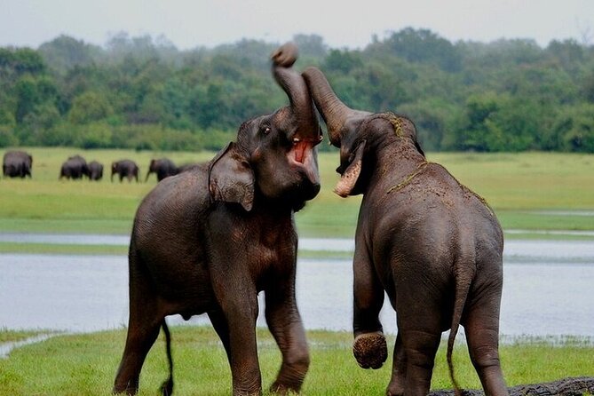 Wilpattu National Park Jeep Safari From Negombo / Waikkal (All Inclusive) - Wildlife Sightings