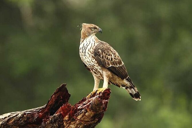 Wilpattu National Park Jeep Safari From Negombo / Waikkal (All Inclusive) - Additional Details