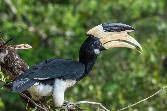 Wilpattu National Park Jeep Safari From Wilpattu - Camping Packages and Pricing