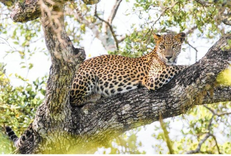 Wilpattu National Park: Morning or Evening Leopard Safari - Safari Booking and Payment Details