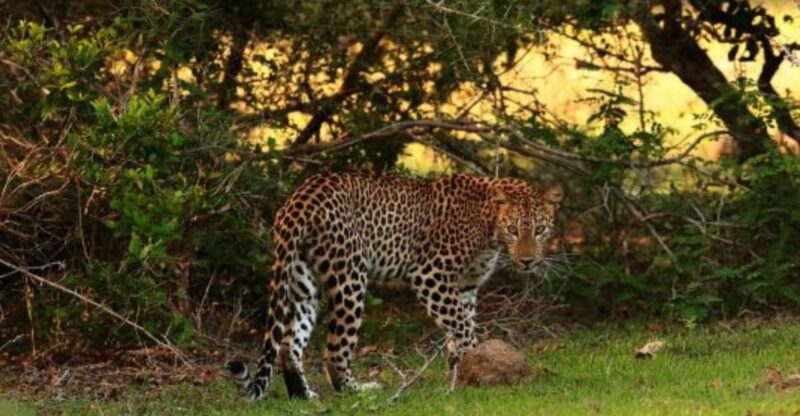 Wilpattu National Park: Morning or Evening Leopard Safari - Customized Safari Experience