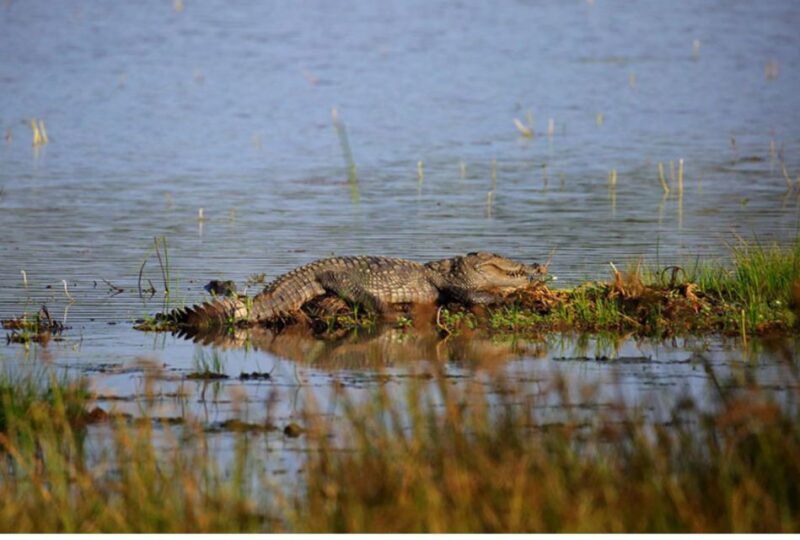 Wilpattu National Park: Morning or Evening Leopard Safari - Safari Inclusions and Exclusions