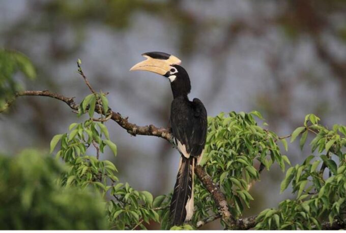 Wilpattu National Park: Morning or Evening Leopard Safari - Frequently Asked Questions