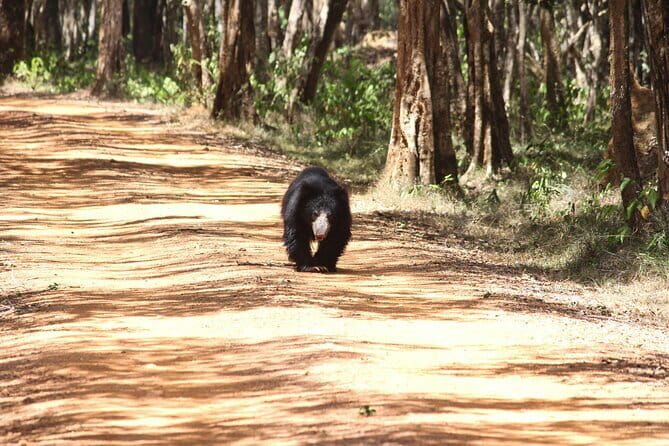 Wilpattu National Park Private Jeep Safari From Colombo & Negombo - Highlights of the Private Jeep Safari