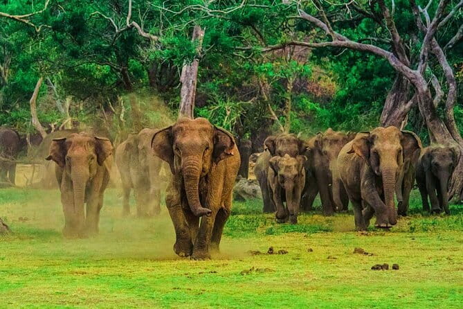 Wilpattu National Park Private Jeep Safari From Colombo & Negombo - Inclusions and Amenities